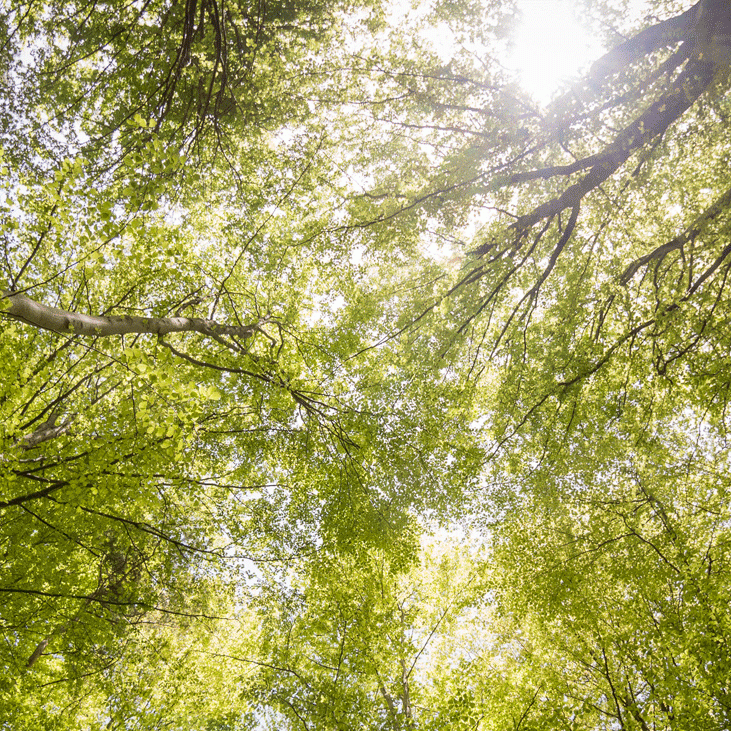 View looking up at a canopy of trees with sun peaking through.