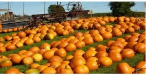 From: Toronto.com (farms for Halloween)