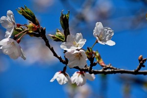 Cherry Blossoms at High Park (highpark.ca)