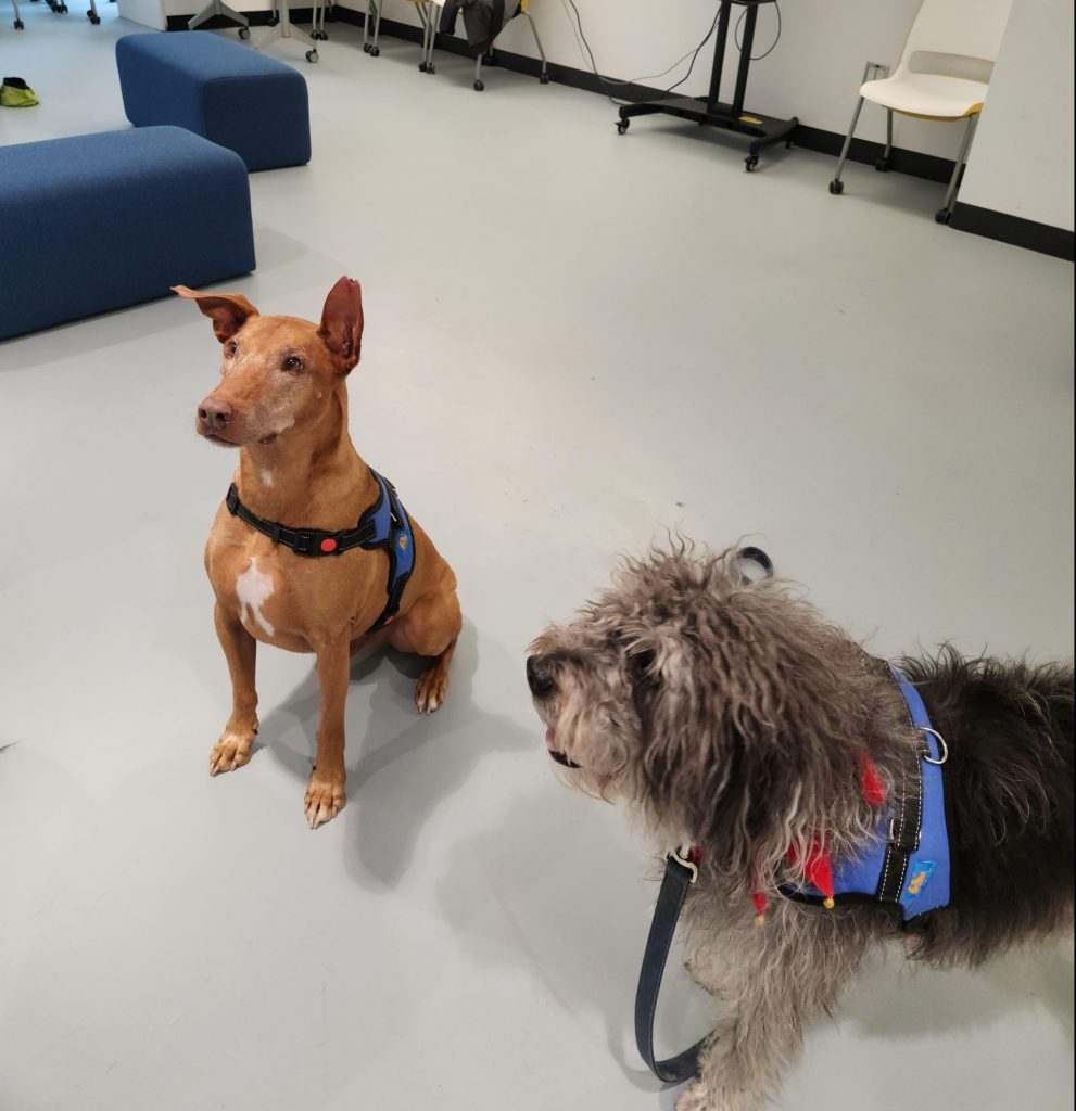A photo of therapy dogs Tasman (sitting) and Flurry