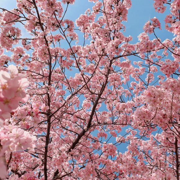 Pink cherry blossoms in full bloom against blue sky