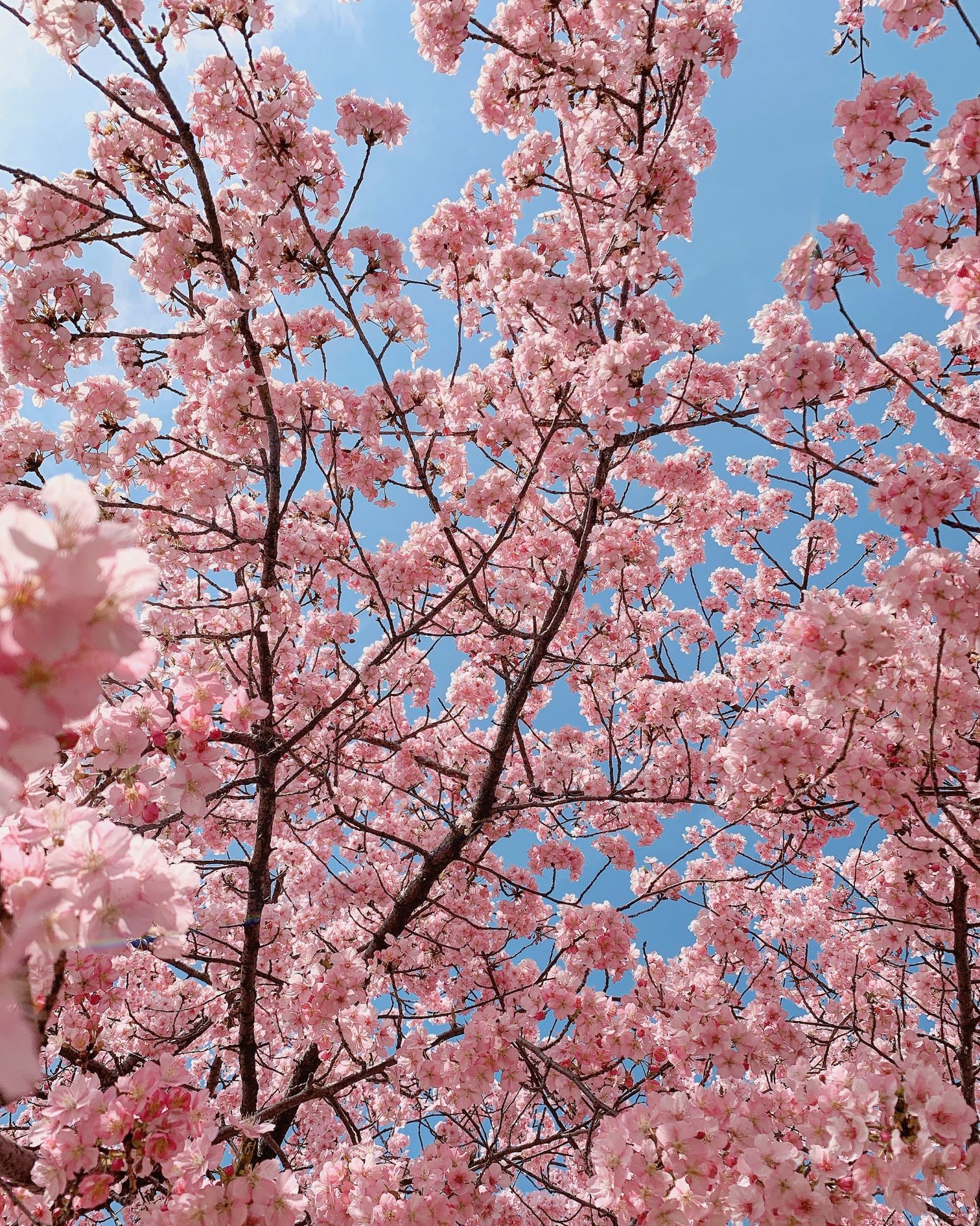 Pink cherry blossoms in full bloom against blue sky