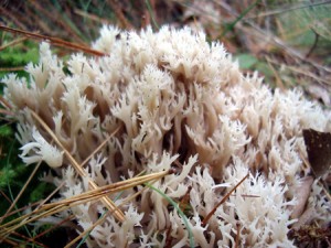 Coral Fungus. Clavulina coralloides.