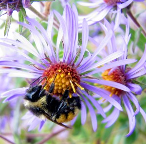 Tricolored Bumble Bee, Bombus ternarius.