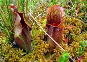 Northern pitcher plant, Sarracenia purpurea.