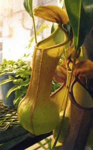 Nepenthes Pitcher Plant.