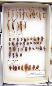 Tussock Moth Larvae and Pupae.