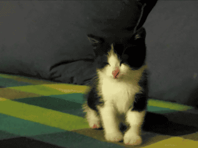 http://cineraria.tumblr.com/post/55964955759/sleepy-kitten-frida-youtube