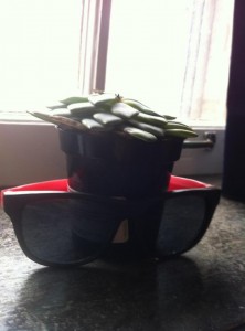A small cactus plant in a pot on a windowsill in my residence room, with a pair of ridiculous sunglasses 