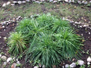A round flowerbed with a large green patch of broad-leaf sweetgrass
