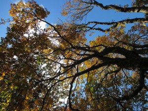 Looking straight upwards through the yellow leaves of a large tree in Queen's Park, towards the blue sky above
