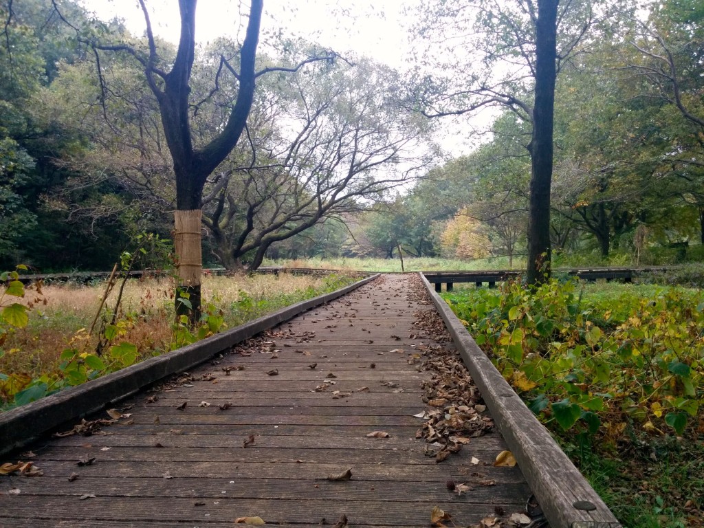This image shows a a wooden boardwalk surrounded by trees. It was taken in Nokawa Park, Tokyo, Japan