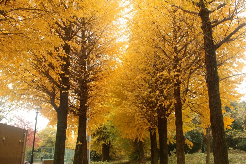 This image shows trees featuring yellow leaves lining a walkway. More trees can be seen in the background. It is an image of one of the university of Tokyo's dormitories.