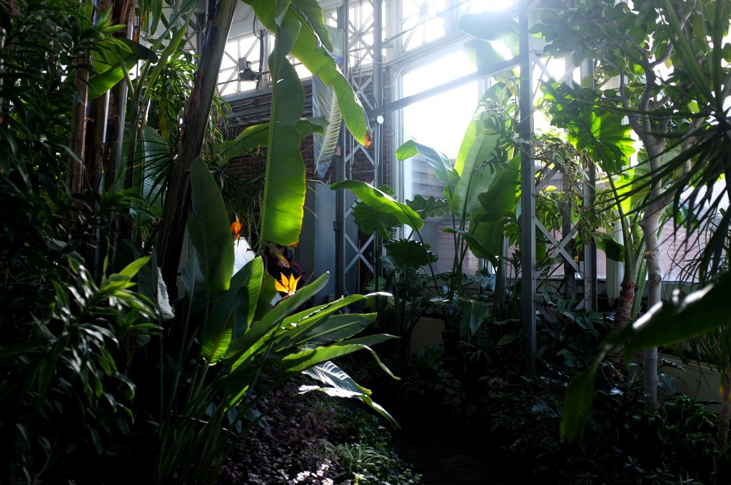 green palms and other green tropical plants are illumiated from behind as the sun streams through the glass