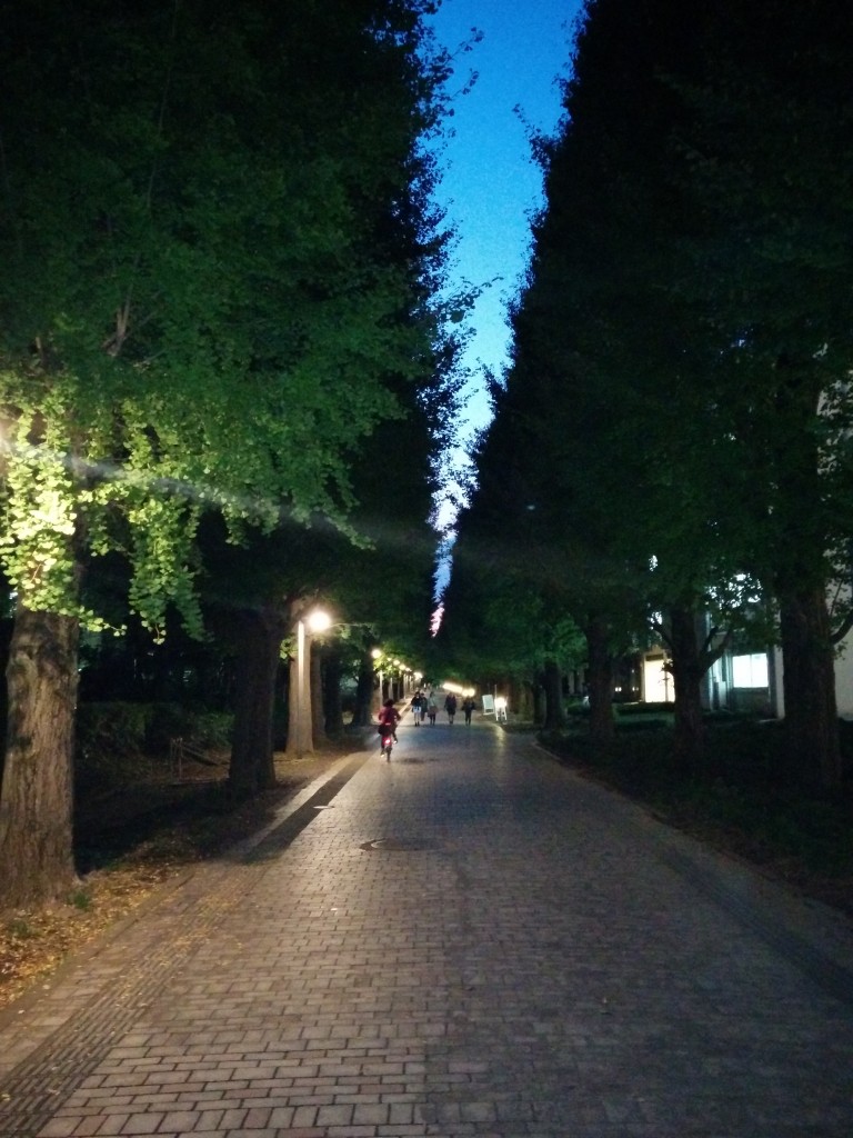 This image shows a tree-lined corridor at the University of Tokyo's Komaba campus. It is dusk.