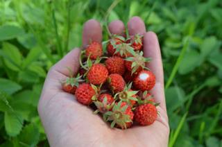 Shoresh has a few gardens in the city where they grow beautiful berries & produce. Pictured is a hand holding some fresh raspberries at the Kavanah Garden, Shoresh's location on the north end of the city. Photo courtesy of Shoresh.