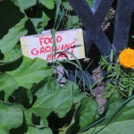 A sign that says "FOOD GROWING HERE" in the garden in front of Sammy's.
