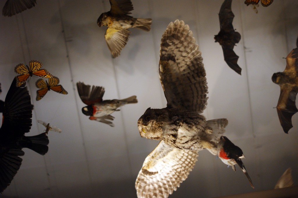 photo of bird and butterfly specimens suspended so they look like they're flying