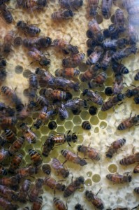 photo of a busy beehive 