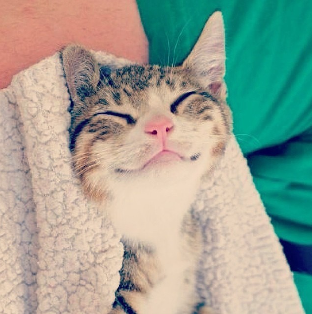 An impossibly cute kitten wrapped in a blanket