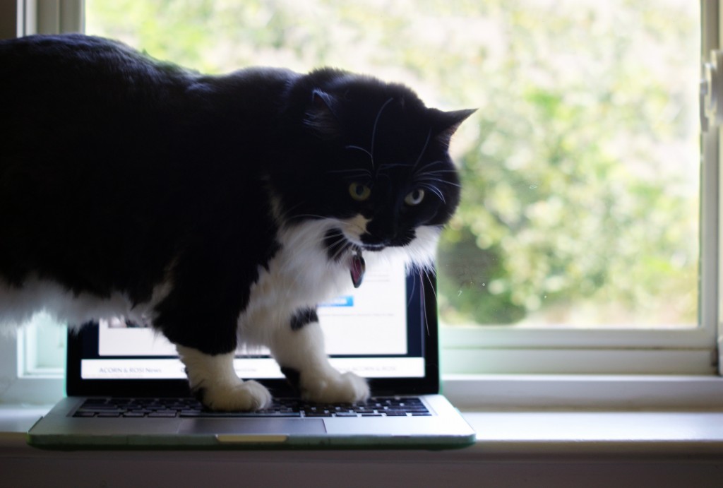 photo of cat walking on laptop