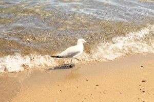 a ferocious looking seagull at the shore. 