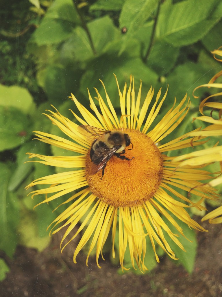 photo of a little bumble bee on a yellow flower 