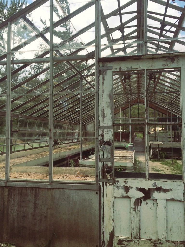 photo of an empty and slightly rundown greenhouse 