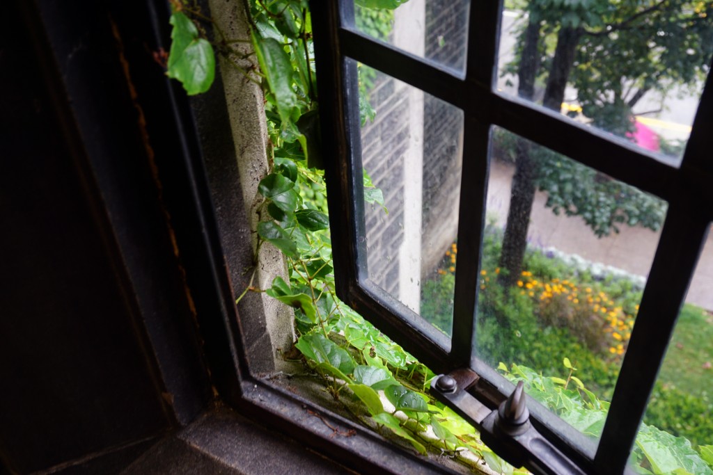 photo of ivy creeping into an open window