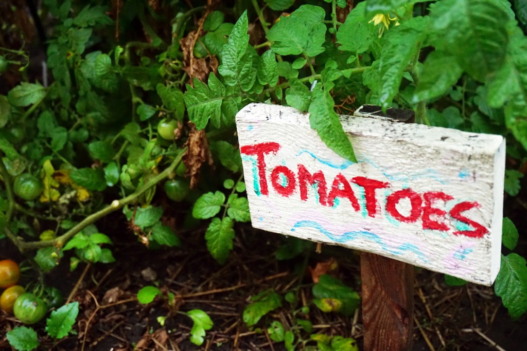 photo of some little baby tomatoes with a hand painted sign that says tomatoes 