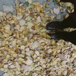 photo of the author jumping in a pile of leaves like a nerd