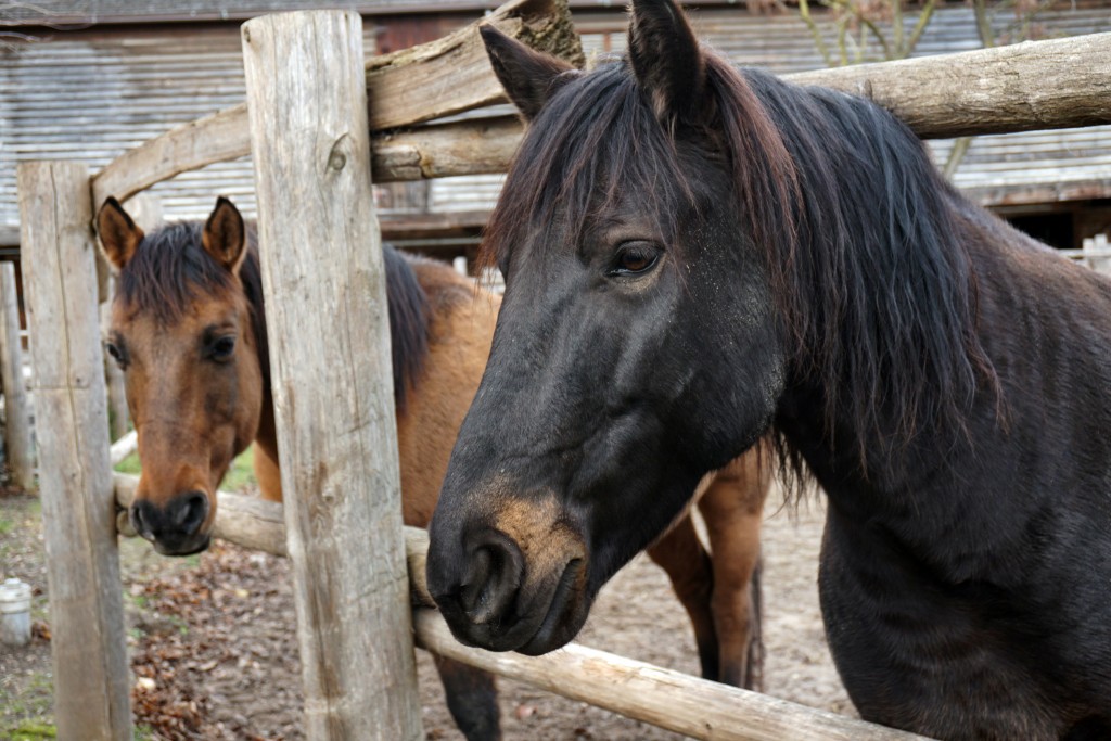 photo of a black horse and a light brown horse