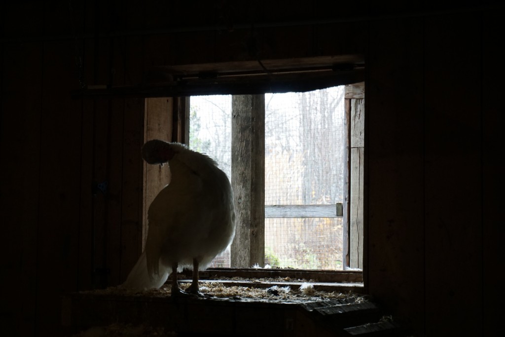 sillohuette of a turkey against a window