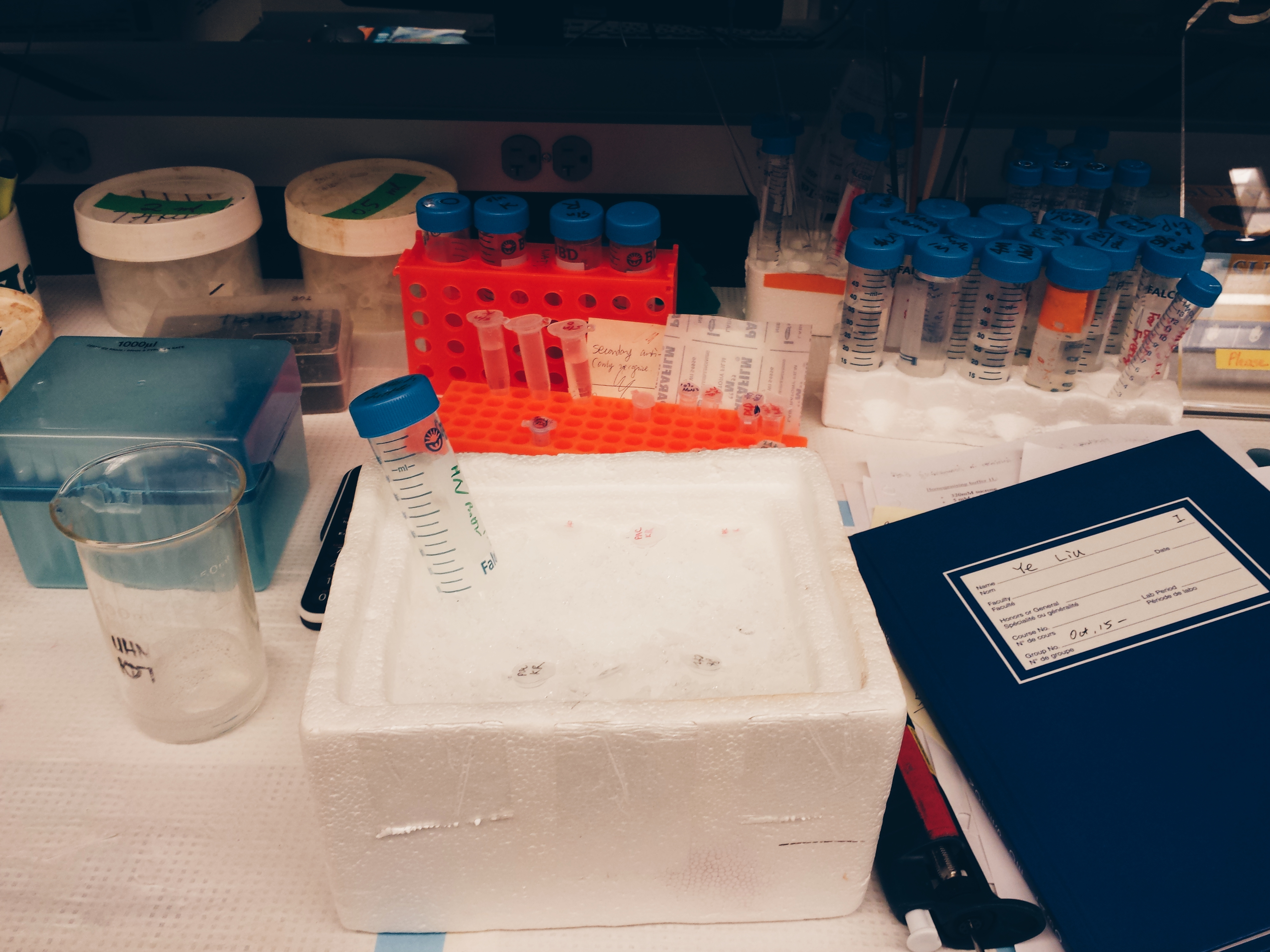 A picture of my lab bench with an ice bucket and various tubes filled with chemicals, a lab notebook, beakers, etc.