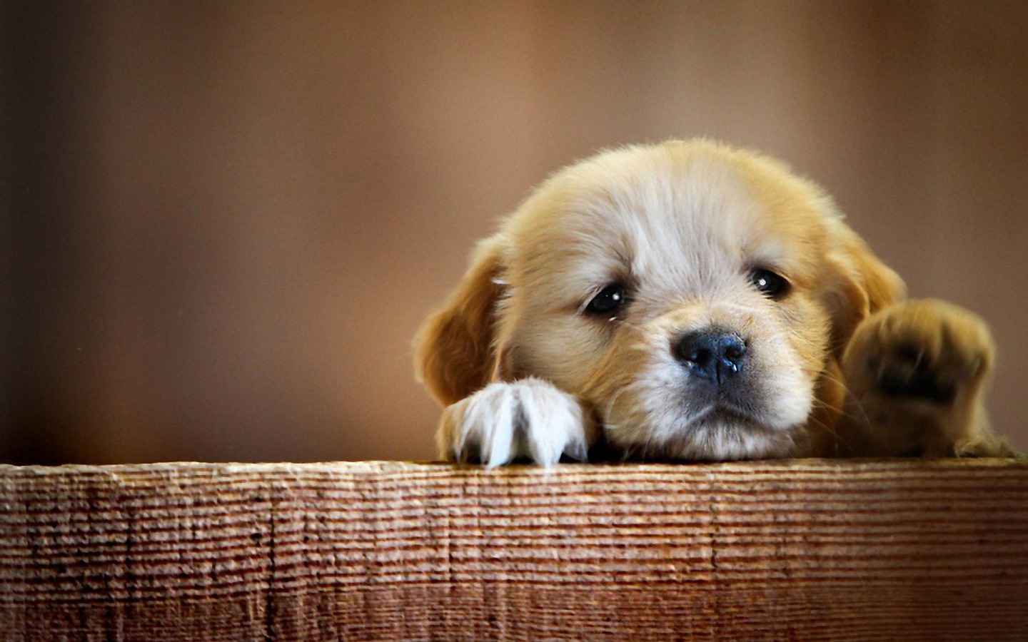 A puppy looking over a couch and sticking its paw up.