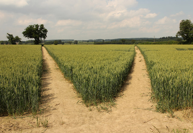 A field with two paths stretching out ahead.