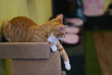 animated gif of a cat playing with a string toy