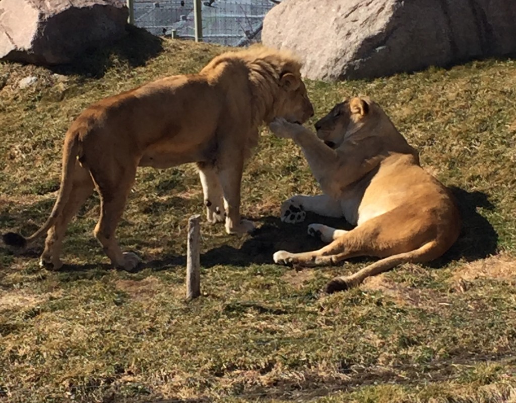 Pictured: lion couple