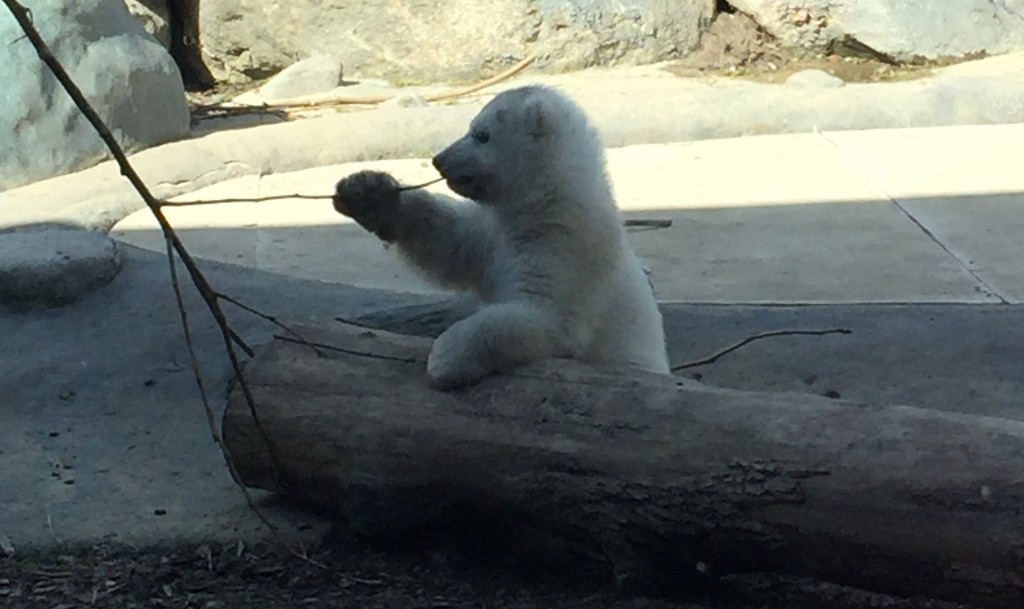 Pictured: Private Juno the polar bear cub