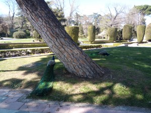 A park full of peacocks!