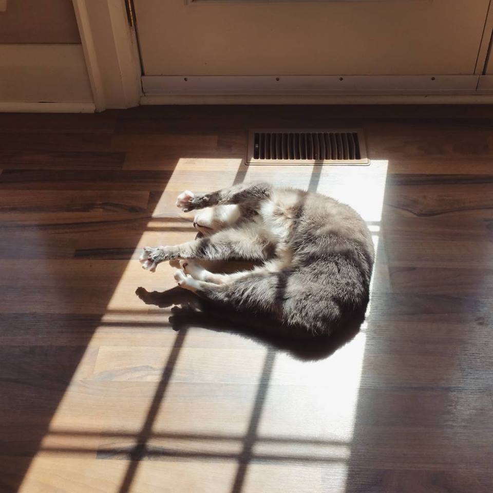 Cat stretching and basking in afternoon sun