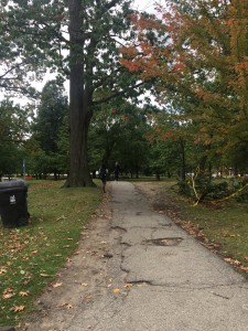 A picture of trees in Queens Park.