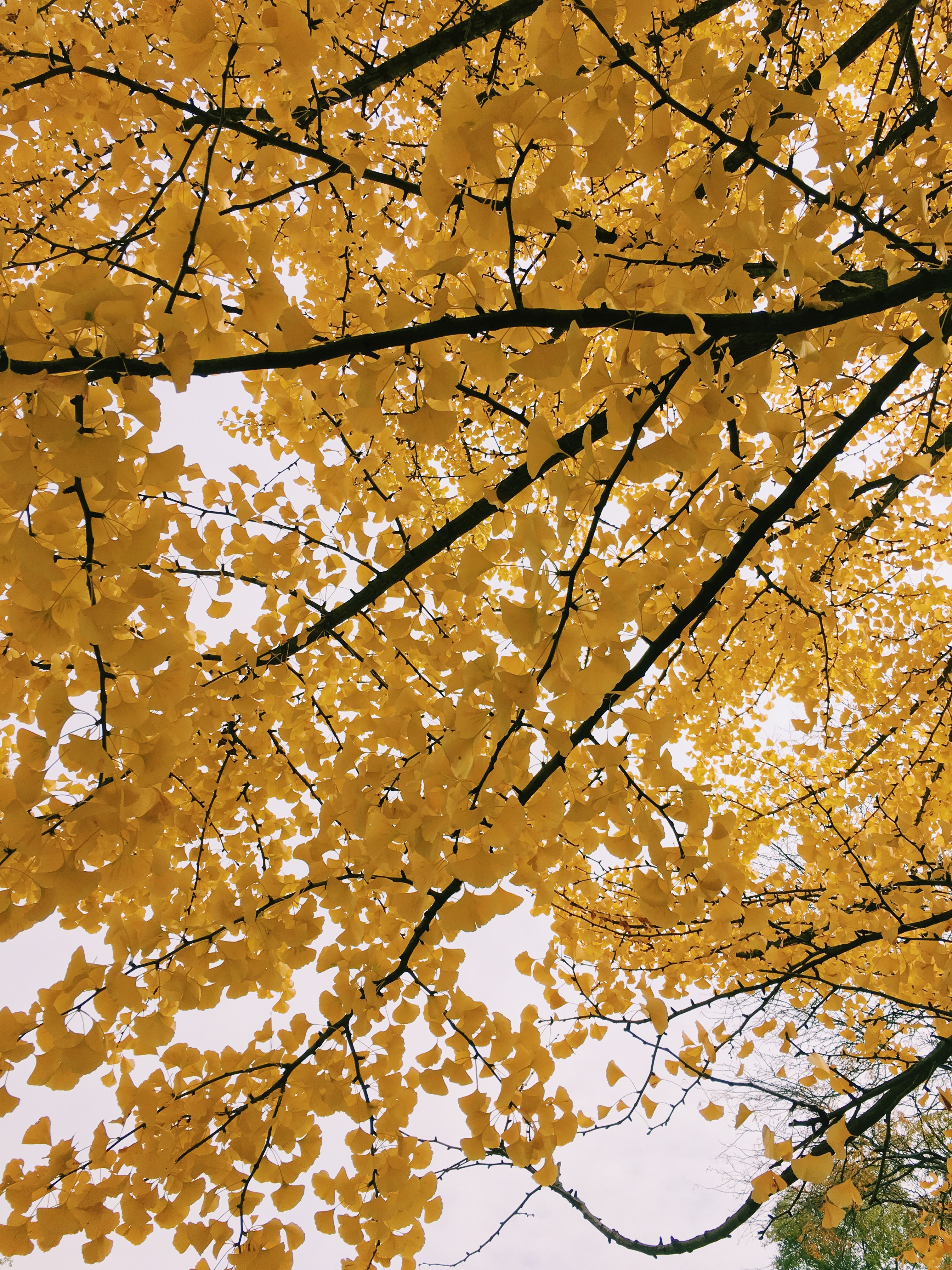 The branches of a yellow tree against a cloudy sky