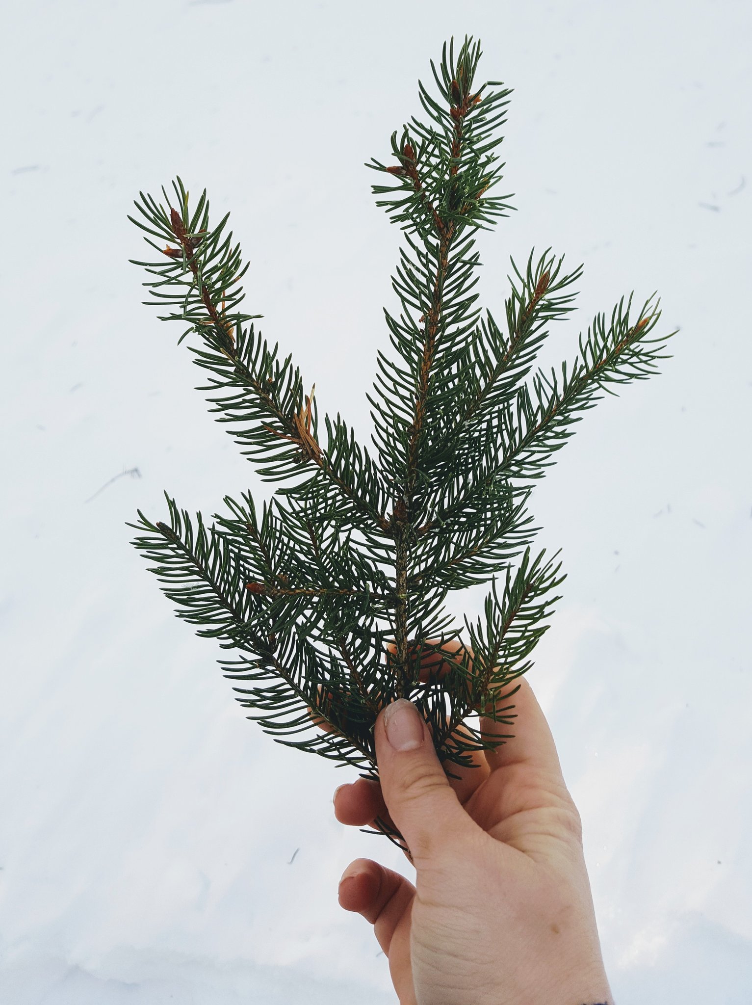 A hand, holding a sprig of pine against a backdrop of snow