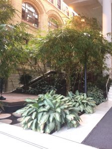 Photograph of the bamboo garden in the Terrence Donnelly Centre