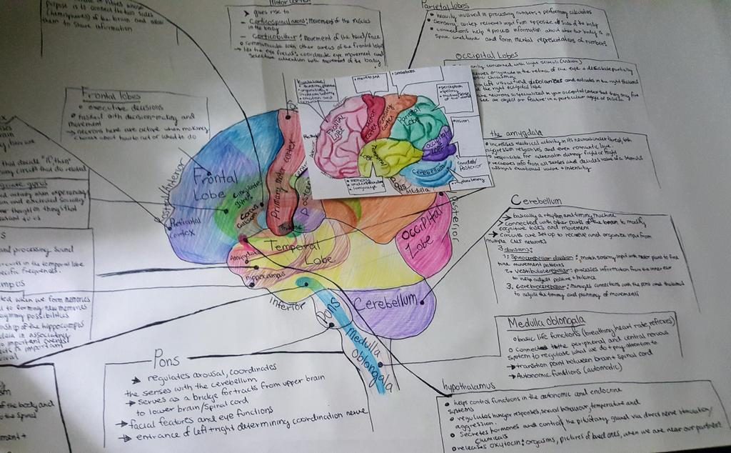 a drawing of the human brain with labels of each lobe and its functions