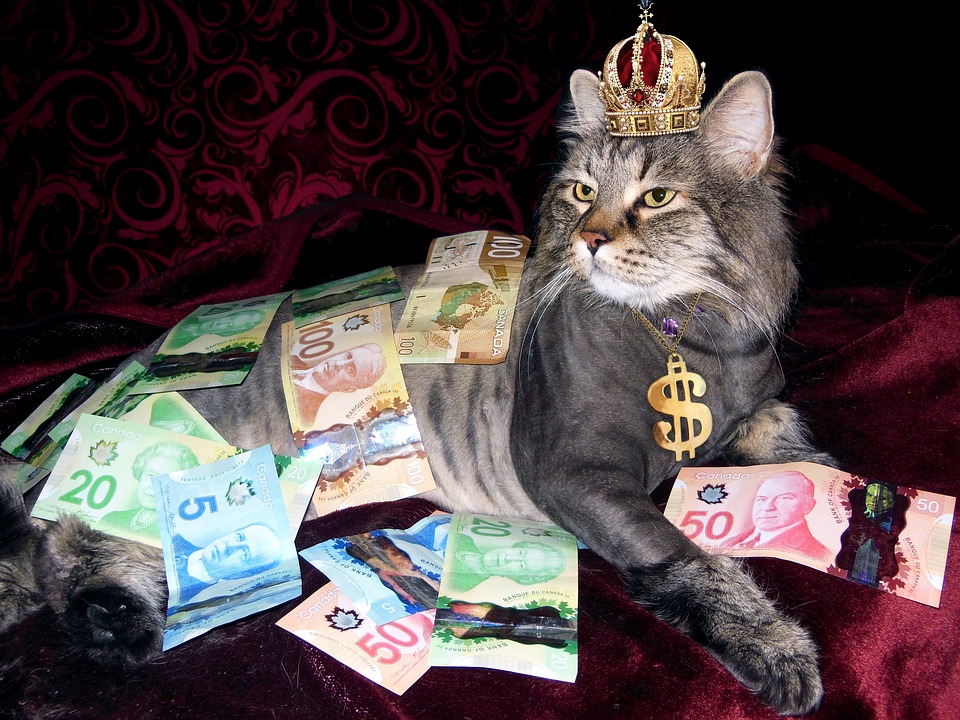 Photo of cat covered in Canadian money