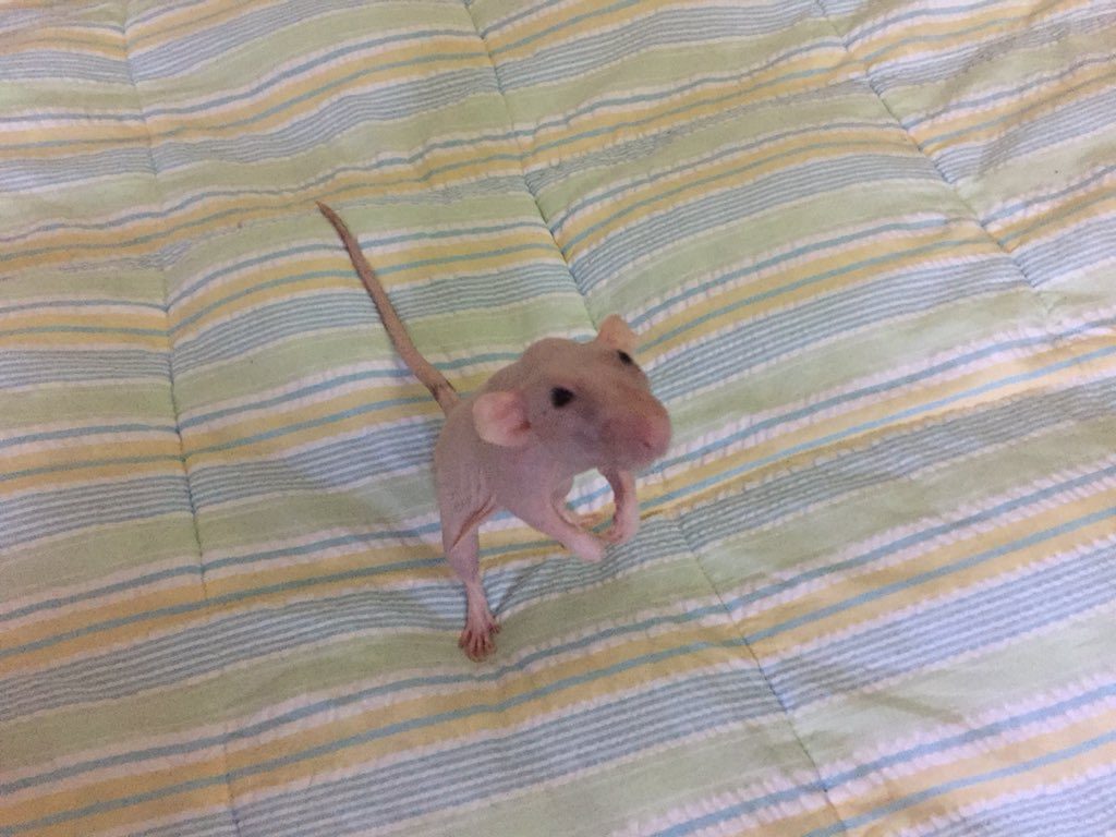 a small hairless rodent standing on its hind legs 