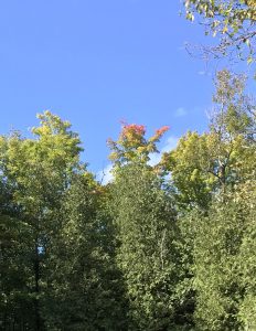 few leaves that are red among green ones
