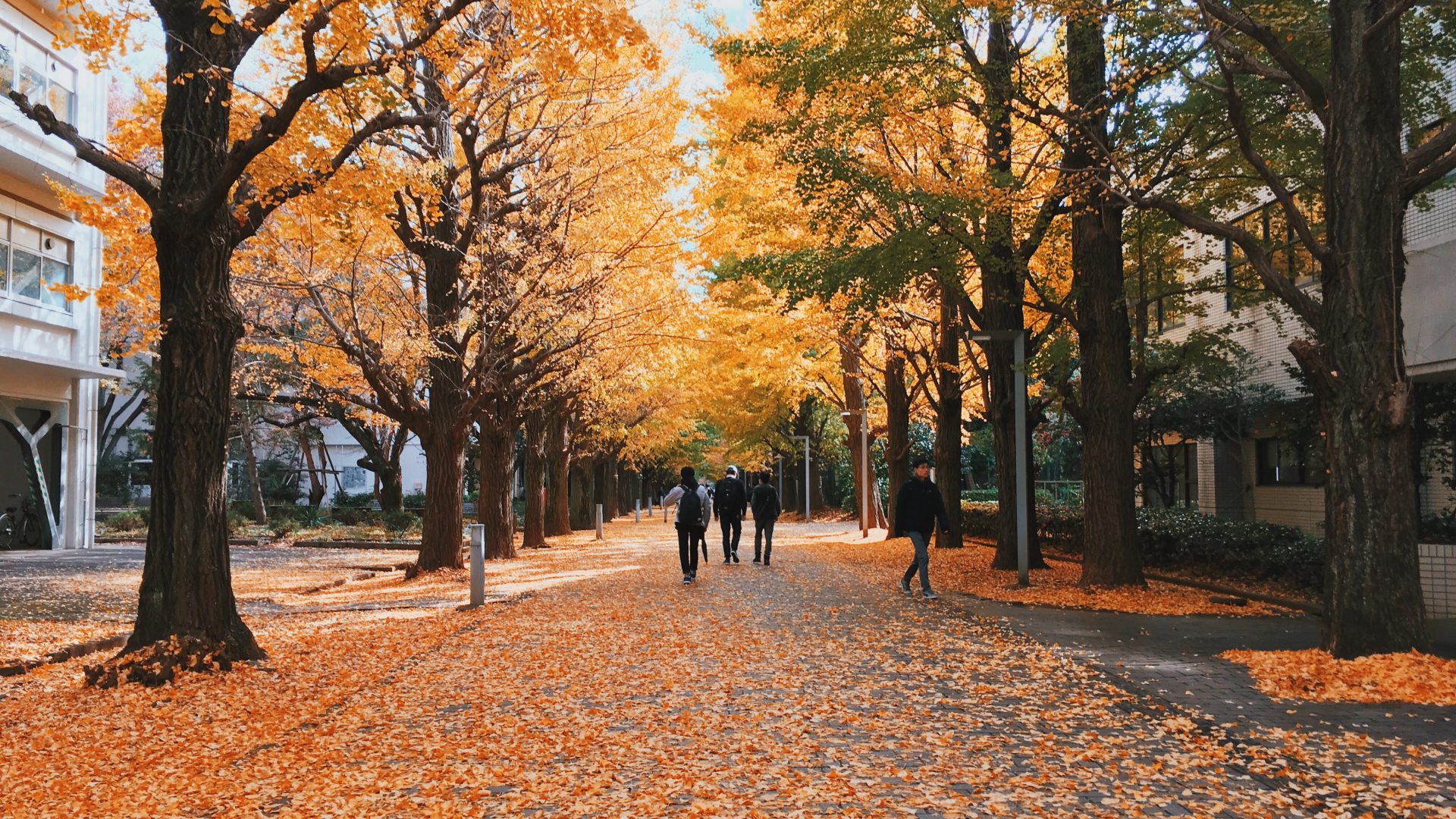 A photo of trees lining a pathway, and leaves on the ground at the UTokyo campus.
